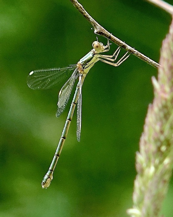 willow emerald damselfly